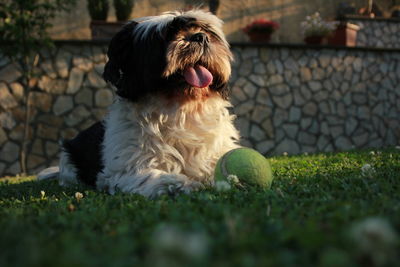 Dog standing on field