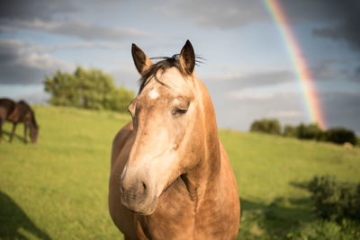Horse standing on field against with rainbow in background