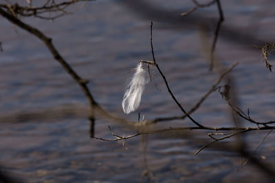 Close-up of feather floating on lake
