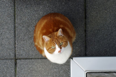 Portrait of ginger cat against wall