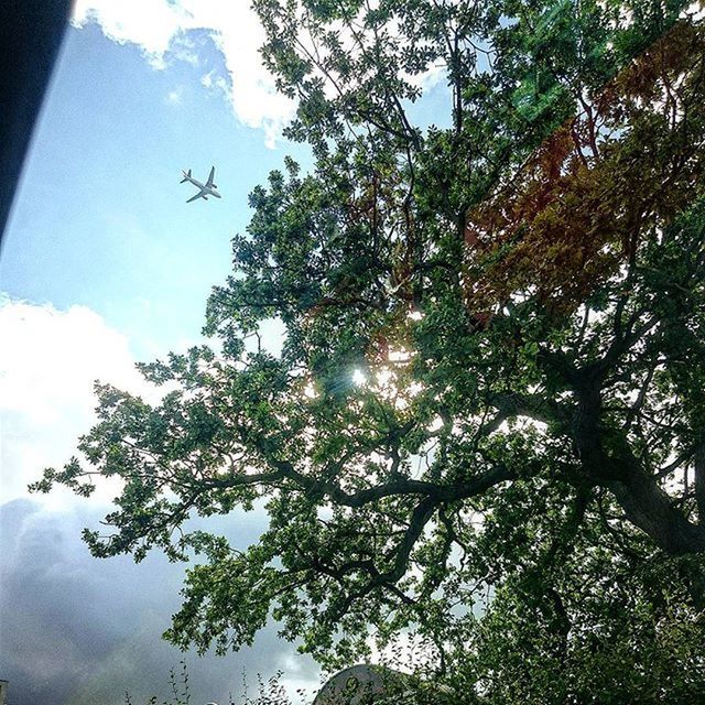 tree, low angle view, sky, growth, tranquility, branch, nature, sunlight, beauty in nature, cloud - sky, sun, green color, tranquil scene, scenics, sunbeam, day, no people, outdoors, cloud, leaf