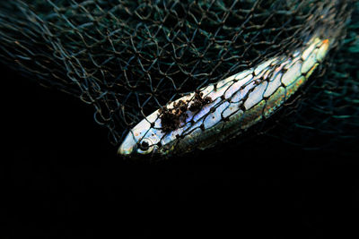 Close-up of fish in net against black background