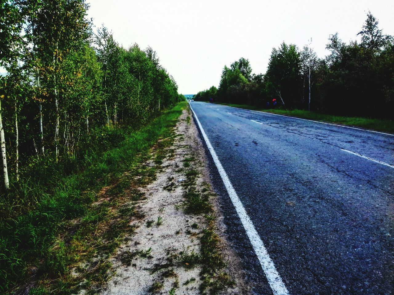 EMPTY ROAD ALONG TREES AND AGAINST CLEAR SKY