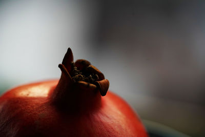 Close-up of strawberry