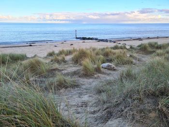 Scenic view of sea against sky