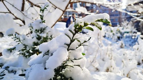 plant
