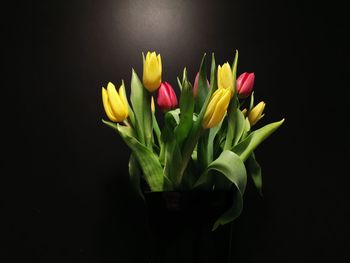 Close-up of tulips against black background
