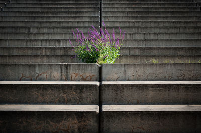 Close-up of purple flowering plant against wall