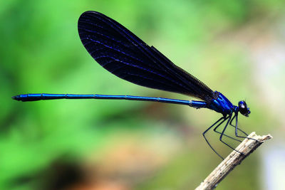 Close-up of dragonfly on a plant