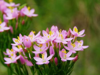 Close-up of pink flowering plants