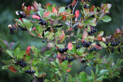 Close-up of berries growing on tree