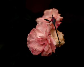 Close-up of pink rose