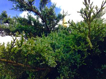 Low angle view of plants