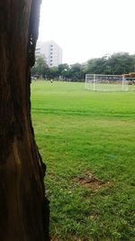 Trees on grassy field