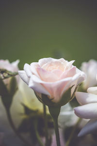 Close-up of pink rose blooming outdoors