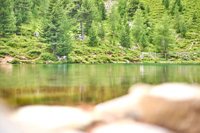Scenic view of lake in forest