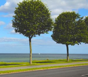 Trees by sea against sky