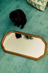 Indoor black cat on teal carpet with mirror