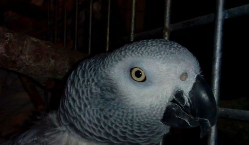 Close-up of parrot in cage