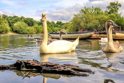 Swan swimming on lake against sky