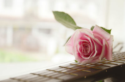 Close-up of pink rose