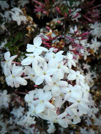 Close-up of white flowers