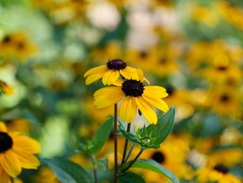 Close-up of yellow daisy flowers