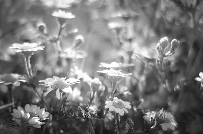 Close-up of flowers blooming outdoors