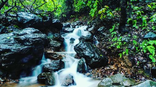 Scenic view of waterfall in forest