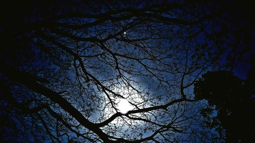 Low angle view of tree against sky