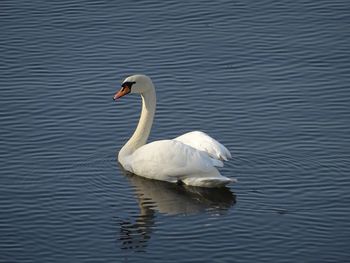 Swan swimming on lake