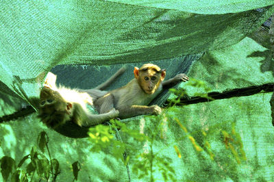 Playful monkeys on green fabric at zoo