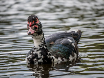 Close-up of duck swimming in lake