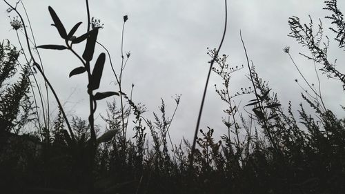 View of plants against the sky