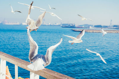 Seagulls flying over sea against sky