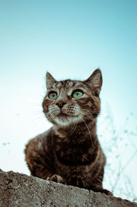 Portrait of cat sitting against clear sky