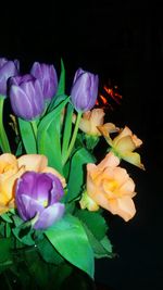 Close-up of crocus flowers blooming against black background