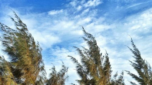 Low angle view of trees against blue sky