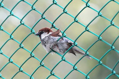 Close-up of sparrow perching on chainlink fence