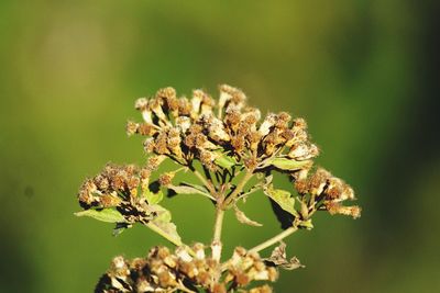 Close-up of wilted flower on plant