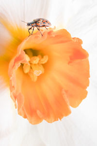 Close-up of insect on flower