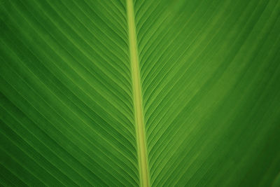 Lines and texture of nature green leaf closed up image beautiful in nature background