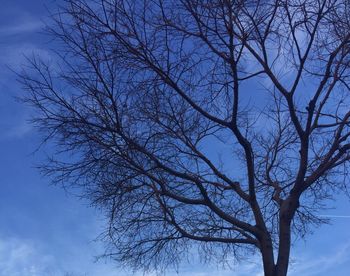 Low angle view of bare tree against blue sky