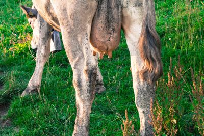 Rear view of cow grazing on grassy field