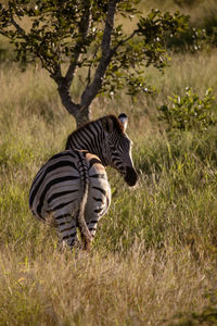 Side view of a zebra on field