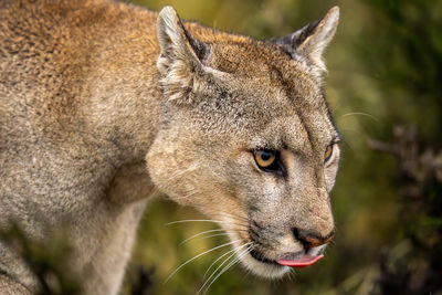 Close-up of lioness