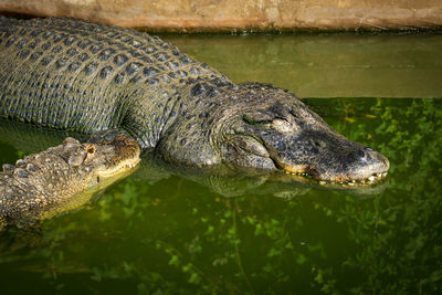 Close-up of crocodile in lake