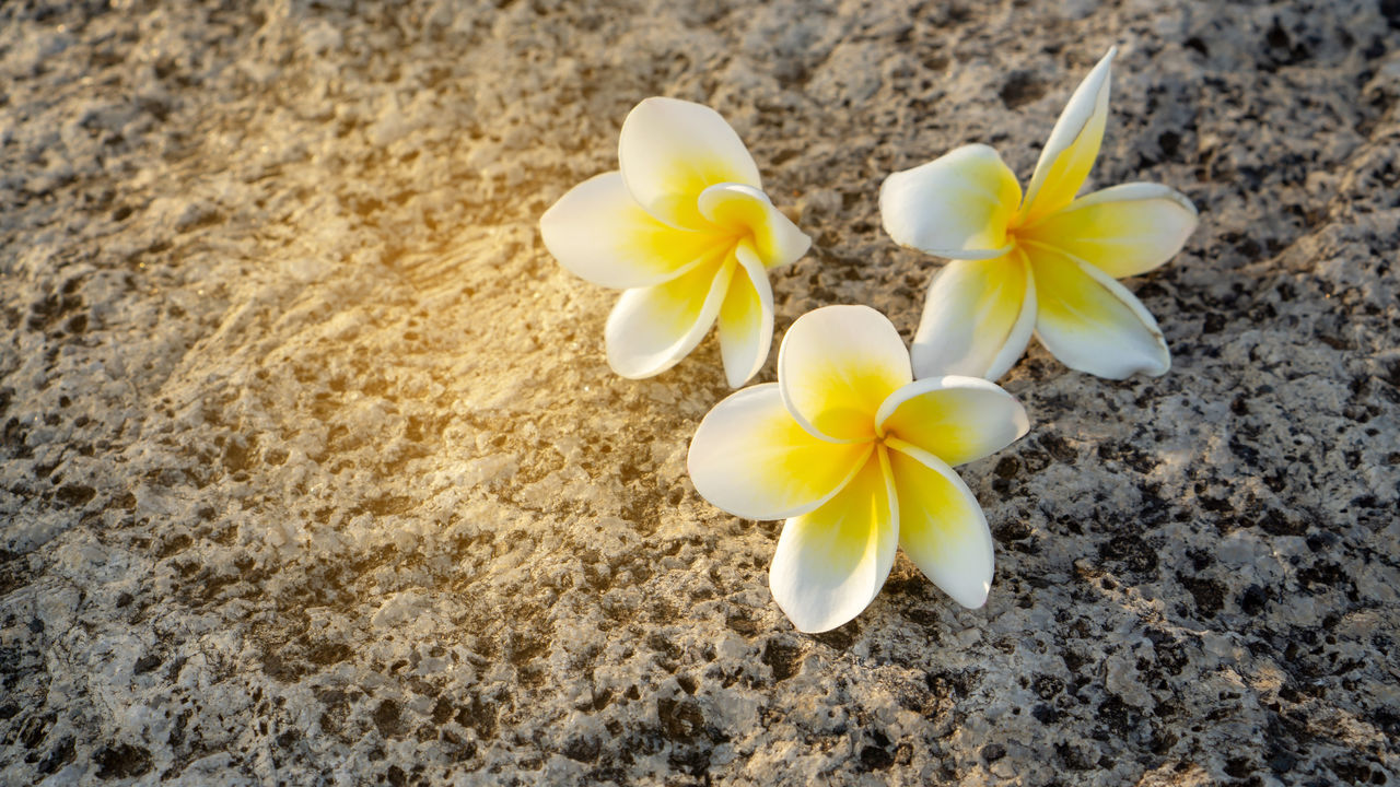 HIGH ANGLE VIEW OF WHITE AND YELLOW FLOWERING PLANT