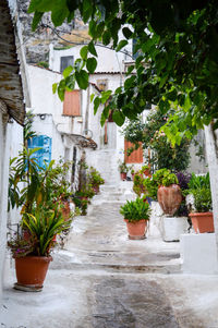 Potted plants