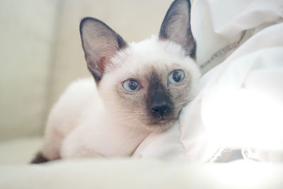 Portrait of white kitten on bed